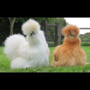 Meet your Posher, Heidi